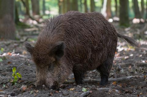 Die ASP rückt gefährlich nah an die deutsche Grenze heran (Symbolfoto: pixabay.com).