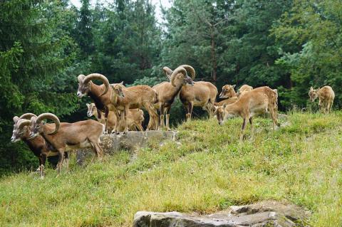 Keine Chance mehr für die Bielefelder Mufflon-Herde nach einem Urteil des BVG. (Symbolfoto: M. Langthim, pixabay)