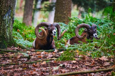 Im Teutoburger Wald soll eine Mufflonherde komplett geschossen werden. Dagegen regt sich Widerstand (Symbolfoto: Nico Franz / pixabay.com).