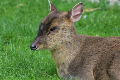 In Schleswig sind Muntjaks in die freie Wildbahn entwichen. Die invasive Art soll sich nicht weiter ausbreiten (Foto: Frauke Feind / pixabay.com).