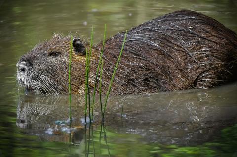 In Niedersachsen soll ein Jäger einen anderen Waidmann erschossen haben, weil er ihn mit einem Nutria verwechselte. (Symbolfoto: pixabay.com)