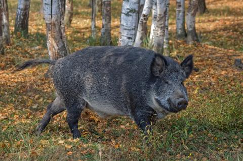 Wissenschaftler machen Fortschritte bei der Suche nach einem Impfstoff gegen die ASP (Symbolfoto: Anatoly Kalmykov / pixabay.com).