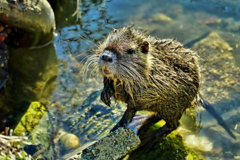 Nutria breitet sich in  Deutschland aus