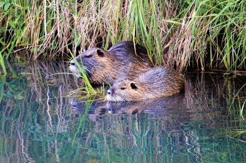 Nutria