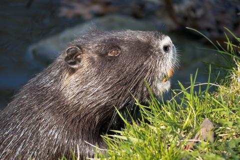 Herausforderung für den Gewässerschutz - Sumpfbiber breiten sich immer weiter aus. (Foto: Thomas B./Pixaby)