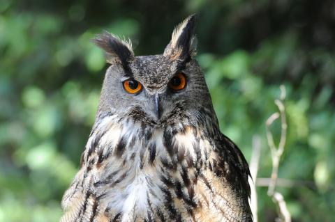 Möglicherweise wurde der Uhu von Tierschützern befreit - das war sein Todesurteil (Symbolfoto: Ute Becker / pixabay.com).