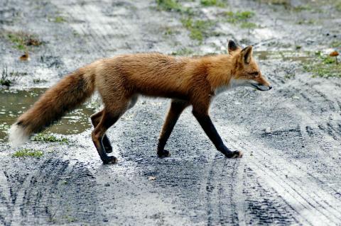 Rotfuchs am Stadtrand (Symbolfoto: pixabay.com)