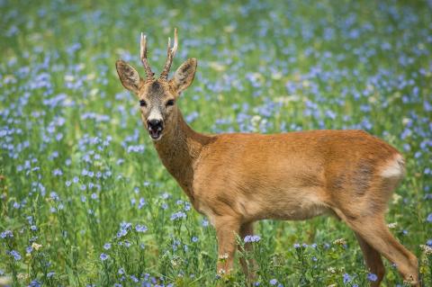 In Krefeld musste ein Jäger einen aggressiven Bock erlegen (Symbolfoto: Sven Lachmann / pixabay.com).
