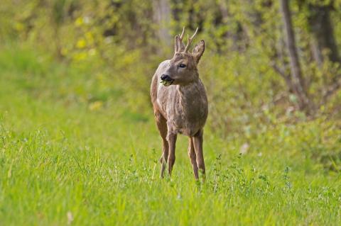 In NRW soll Rehwild im April nur an Verjüngunsflächen stattfinden (Symbolfoto: adege / pixabay.com).