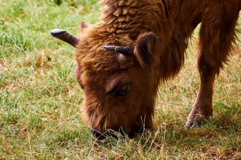 Wisente töteten einen angeleinten Hund (Symbolfoto: M. Langthim/pixabay.com).