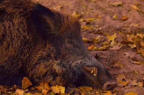 In Brandeburg sind zwei ASP-Fälle außerhalb der bestehenden Kerngebiete bestätigt worden. (Symbolfoto: Marion Wellmann / pixabay.com)