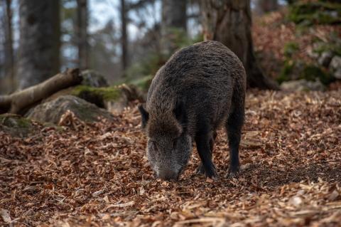 Mit der Übernahme der Trichinen-Gebühren honoriert das Land NRW die Anstrengungen der Jäger (Symbolfoto: Zsuzsanna Tóth / pixabay.)