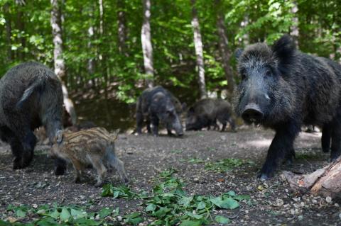 Bei Schwarzkitteln in Brandenburg und Sachsen steigt die Zahl der ASP-Fälle weiterhin an. (Symbolfoto: Michal Ronca, pixabay)