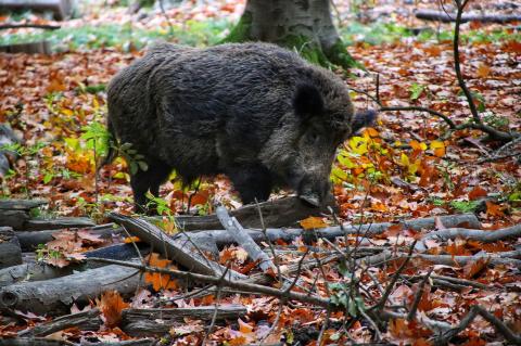 Trichinenuntersuchung bleibt kostenlos