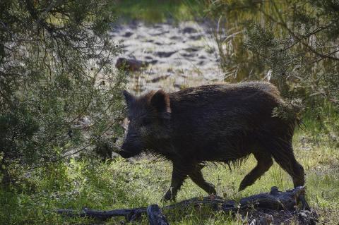 Wildschwein