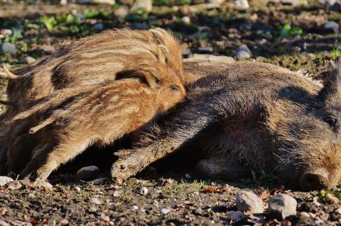 Im Falle eines ASP-Ausbruchs müssten in NRW auch Bachen mit gestreiften Frischlingen erlegt werden (Symbolfoto: pixabay.com).