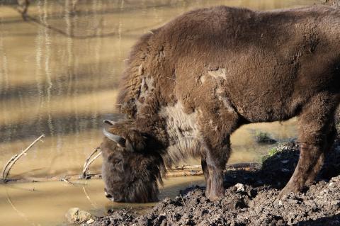 Wisent