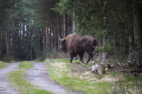 Im Westerwald ist das Wisent los