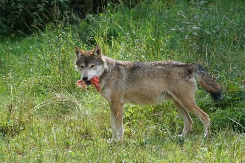 Weil das Rodewalder Rudel erneut Pferde gerissen hat, soll der Leitwolf getötet werden (Symbolfoto: Marcel Langthim / pixabay.com).