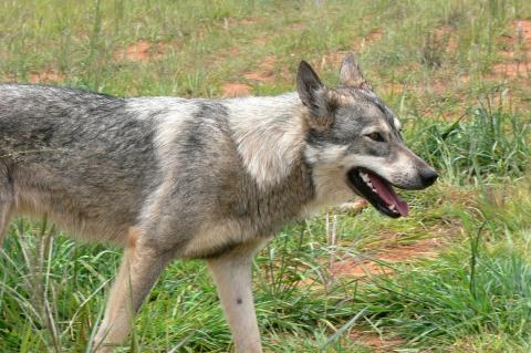 In NRW hat ein Wolf einen 1,50 m hohen Elektro-Zaun überwunden (Foto: PublicDomainPictures/pixabay.com).
