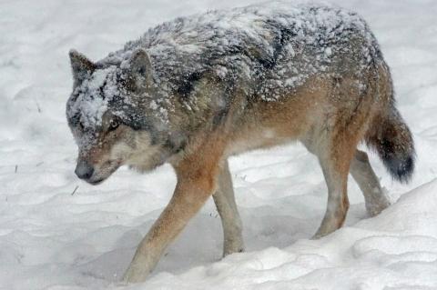 Wolf