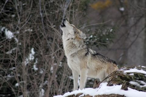 In Thüringen soll das Landesumweltamt Rissgutachten nachträglich geändert haben (Symbolfoto: Steve Felberg/pixabay.com).