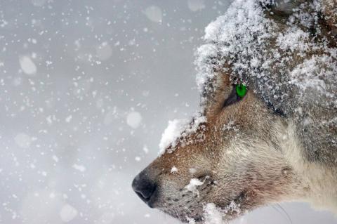 Wolf