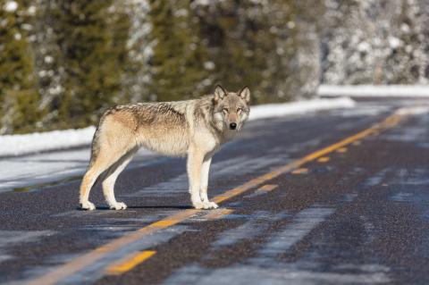 Wolf auf Straße