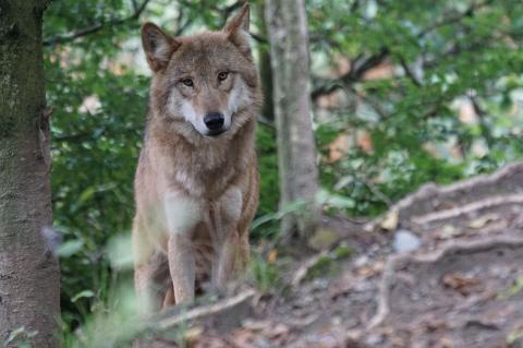 Schlägt auch in Bayern häufiger zu: Canis lupus (Foto:Marcel Langthim, Pixabay)