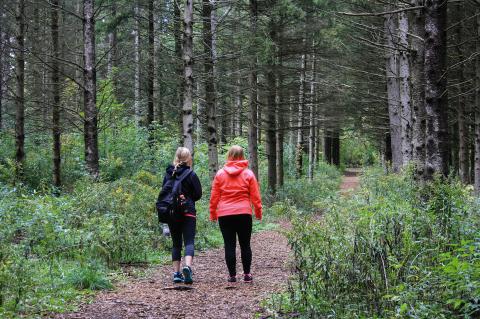 Die mangelnde Einsicht einer Wandergruppe führten zum Abbruch einer Drückjagd.